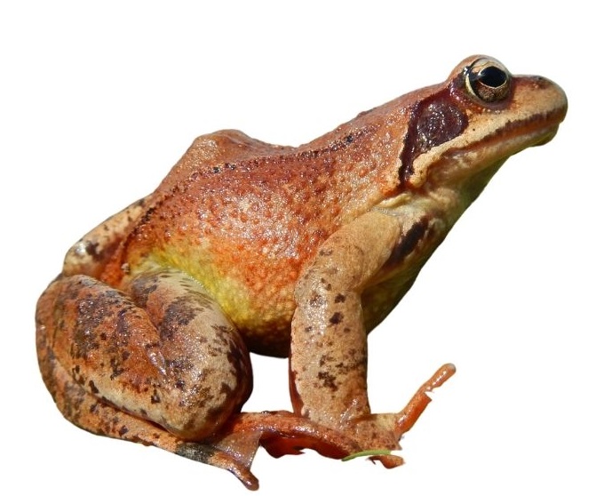 Elenco R. temporaria